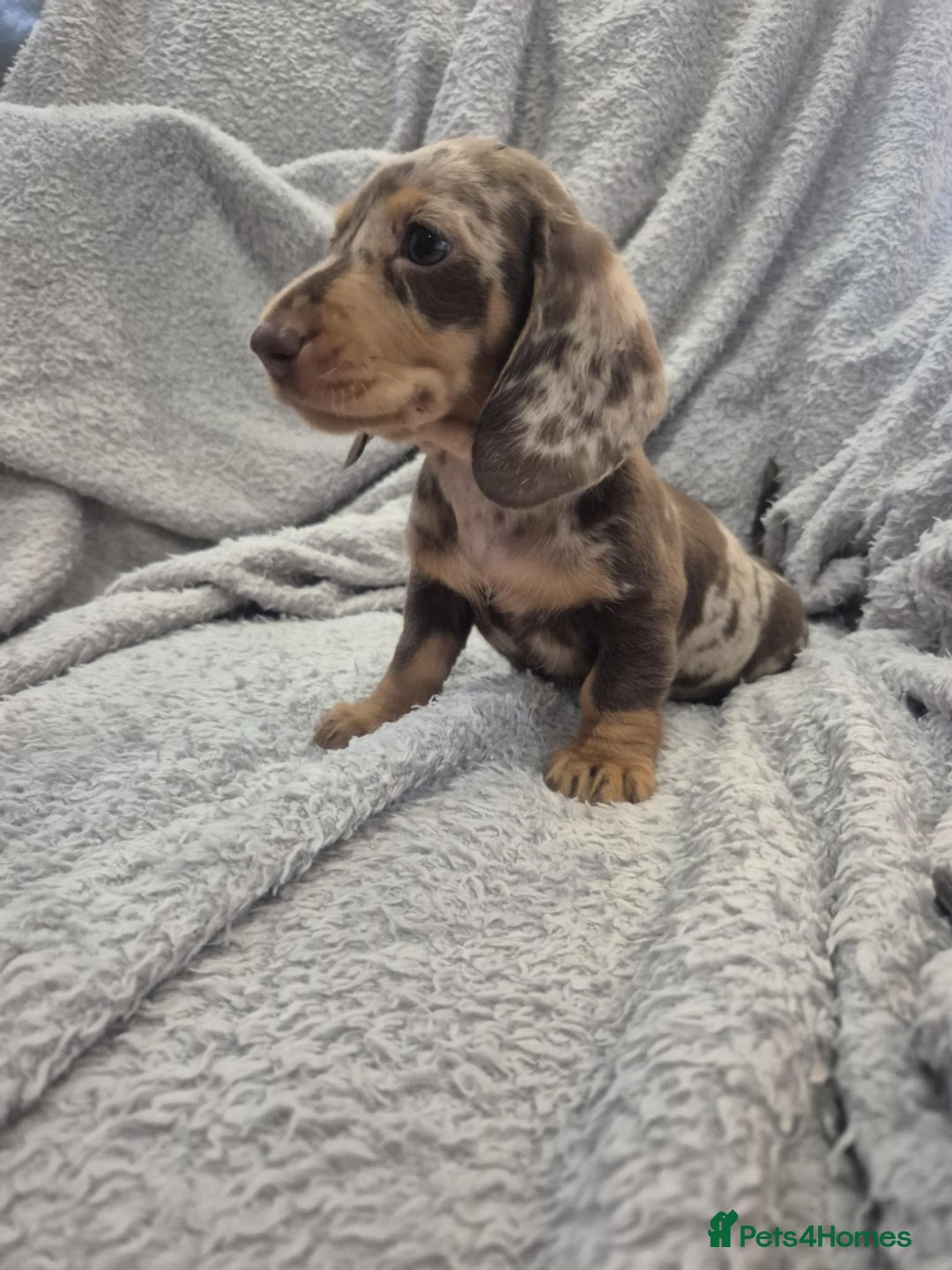 Miniature Dachshund dogs for sale: Kc dachshund babies ready next week - Image 25