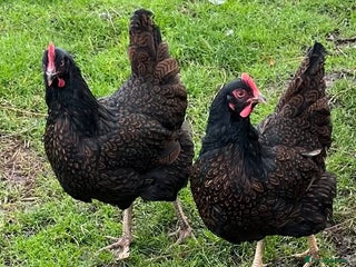 Chickens poultry - Advert 1