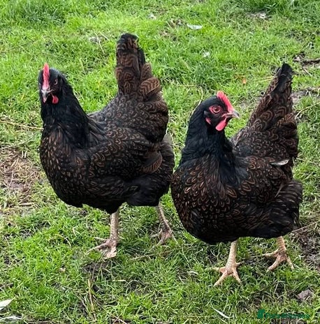 Chickens poultry - Advert 1