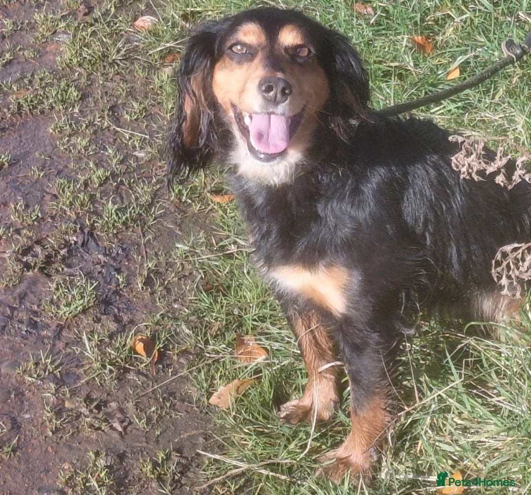 Cocker Spaniel dogs for sale: Working cockers in Carluke - Advert 3