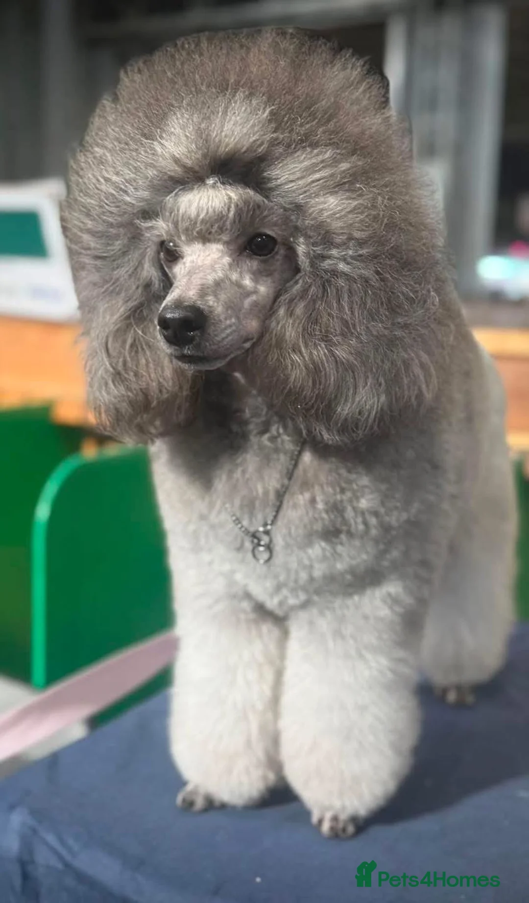 Miniature Poodle dogs for sale: OUTSTANDING SILVER MINI POODLES BEST IN 🇬🇧  - Advert 17