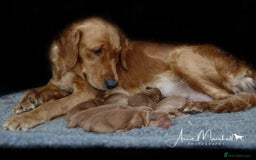 Mini Goldendoodle dogs for sale: F1 pups by POLICE Dog Trainer / Council Licensed  - Image 5