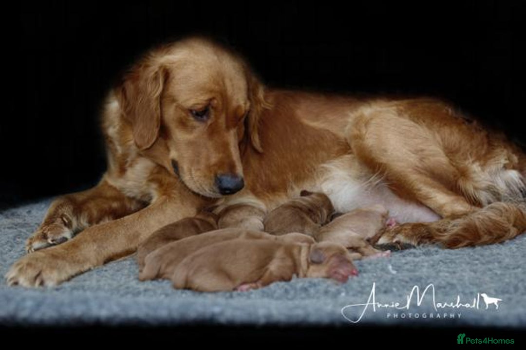 Mini Goldendoodle dogs for sale: F1 pups by POLICE Dog Trainer / Council Licensed  - Image 5
