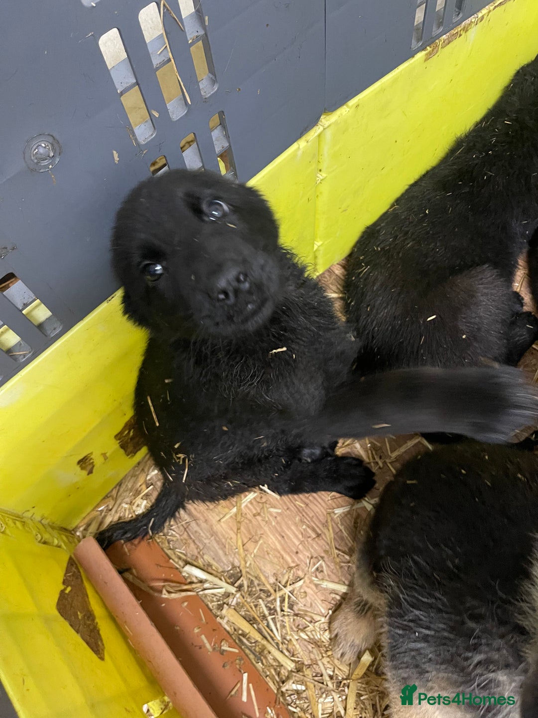 German Shepherd dogs for sale: Straight back German Shepard’s  - Advert 4