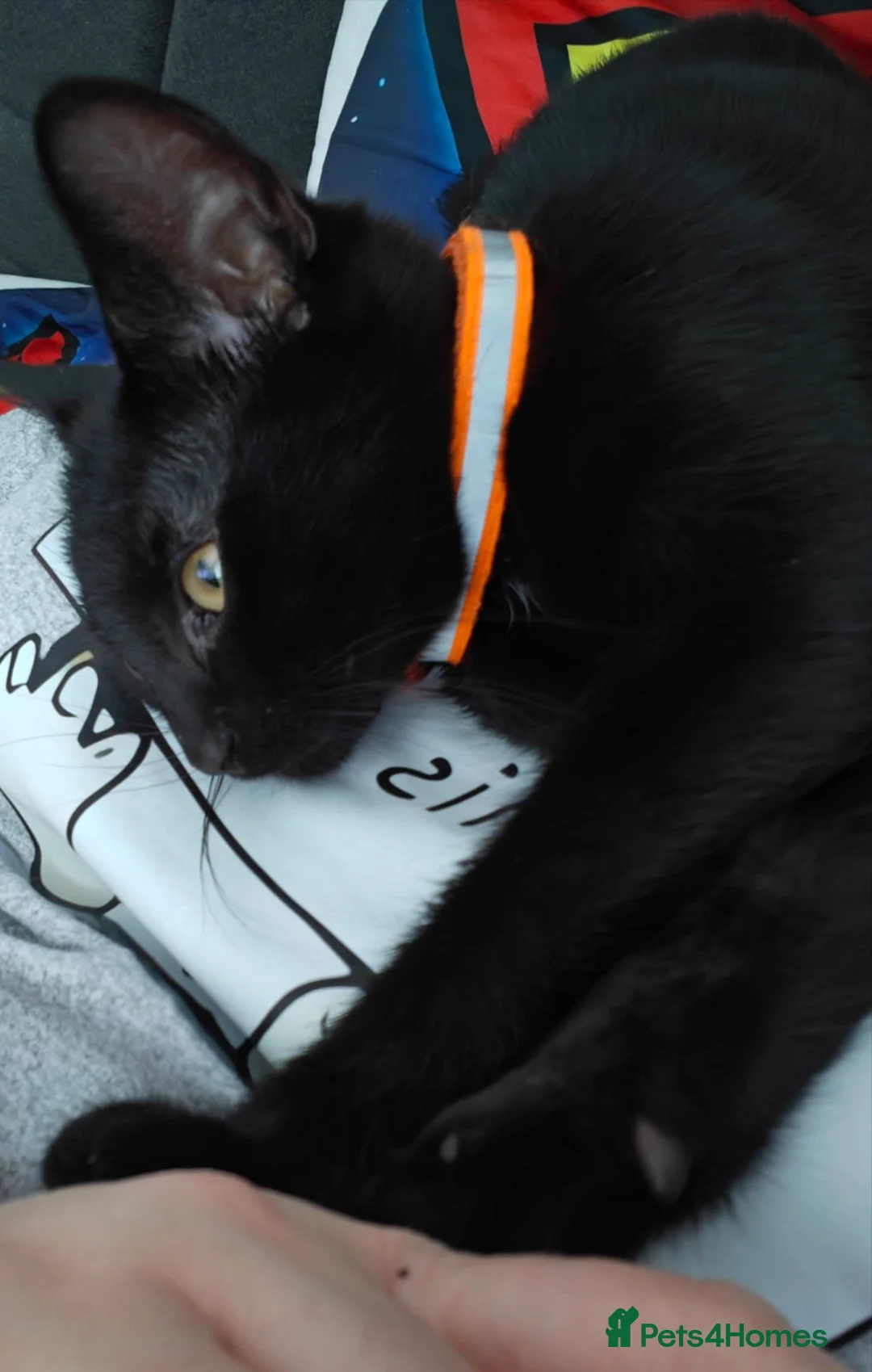 Mixed Breed cats for sale: Black kitten - Advert 4