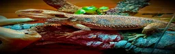 Bearded Dragon reptiles for sale: Male Bearded Dragon  in Burnley - Advert 4