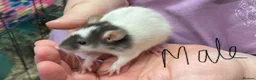 Rat rodents for sale: Baby rats - Advert 5