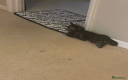 Mixed Breed cats for sale: 5 Kitties  - Image 2