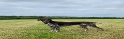 German Shorthaired Pointer dogs for stud: KC Registered GSP For Stud in Barnstaple - Advert 4