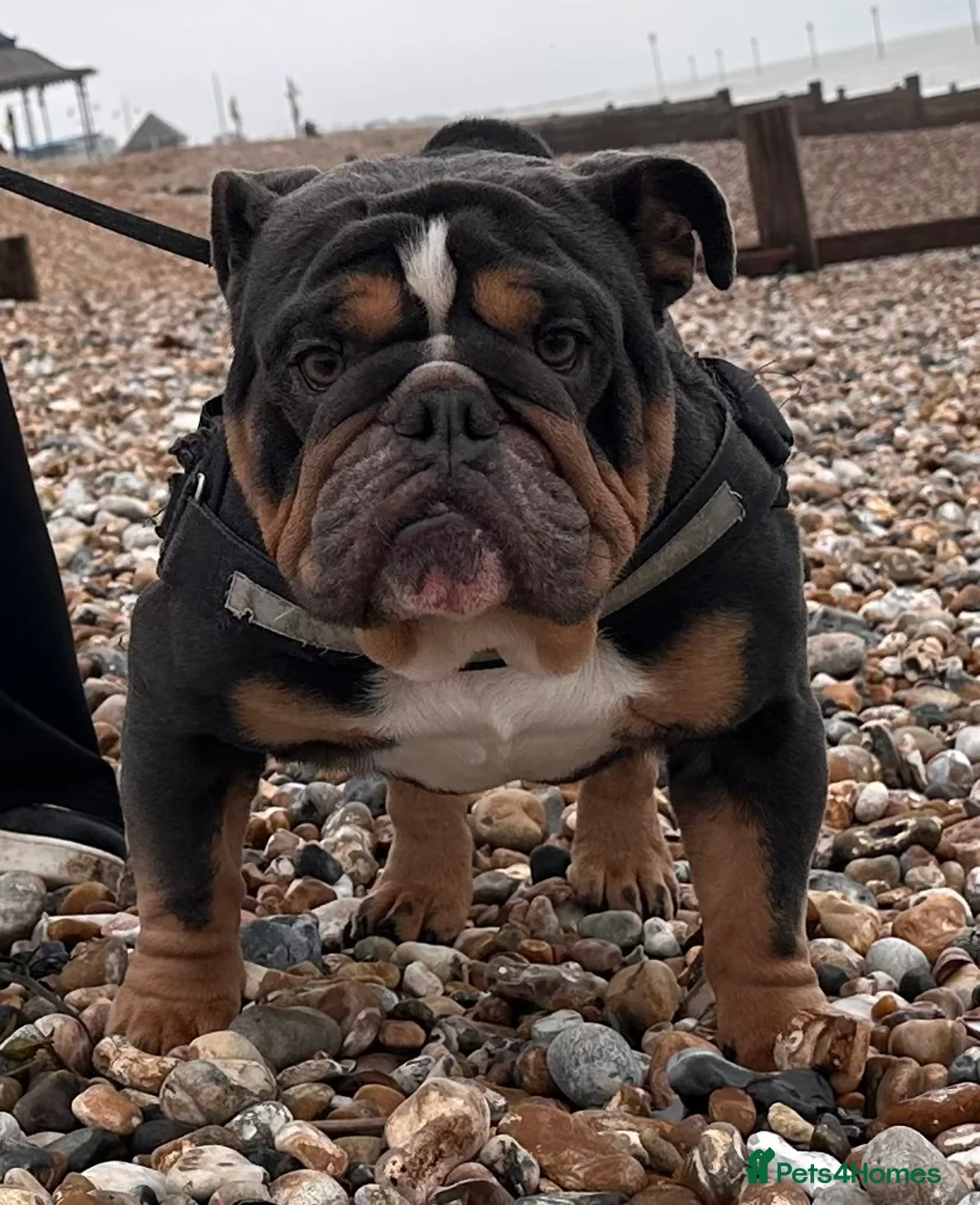 English Bulldog dogs for stud: Blue Tri stud boy  - Advert 11