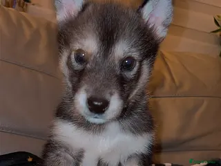 Utonagan dogs Alaskan malamutes x Siberian husky - Advert 5