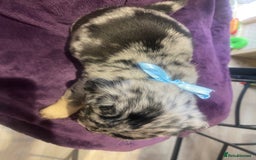 Pug dogs for sale: Merle pugs  - Advert 8