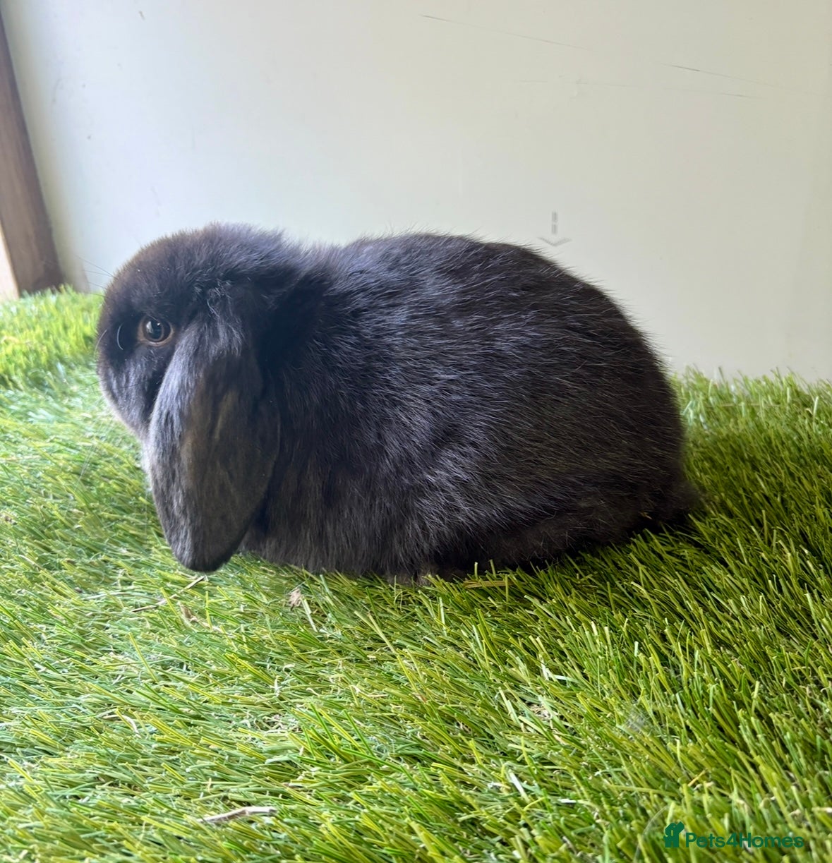 Mini Lop rabbits Stunning mini lop babies - Advert 2