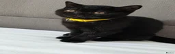 British Shorthair cats for sale: Beautiful British Shorthair Kittens for LovingHome - Advert 8