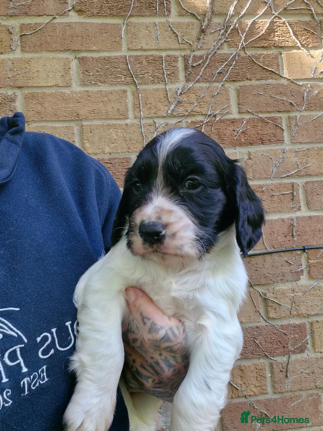 Cocker Spaniel dogs for sale: Working cocker spaniel puppies - Advert 4