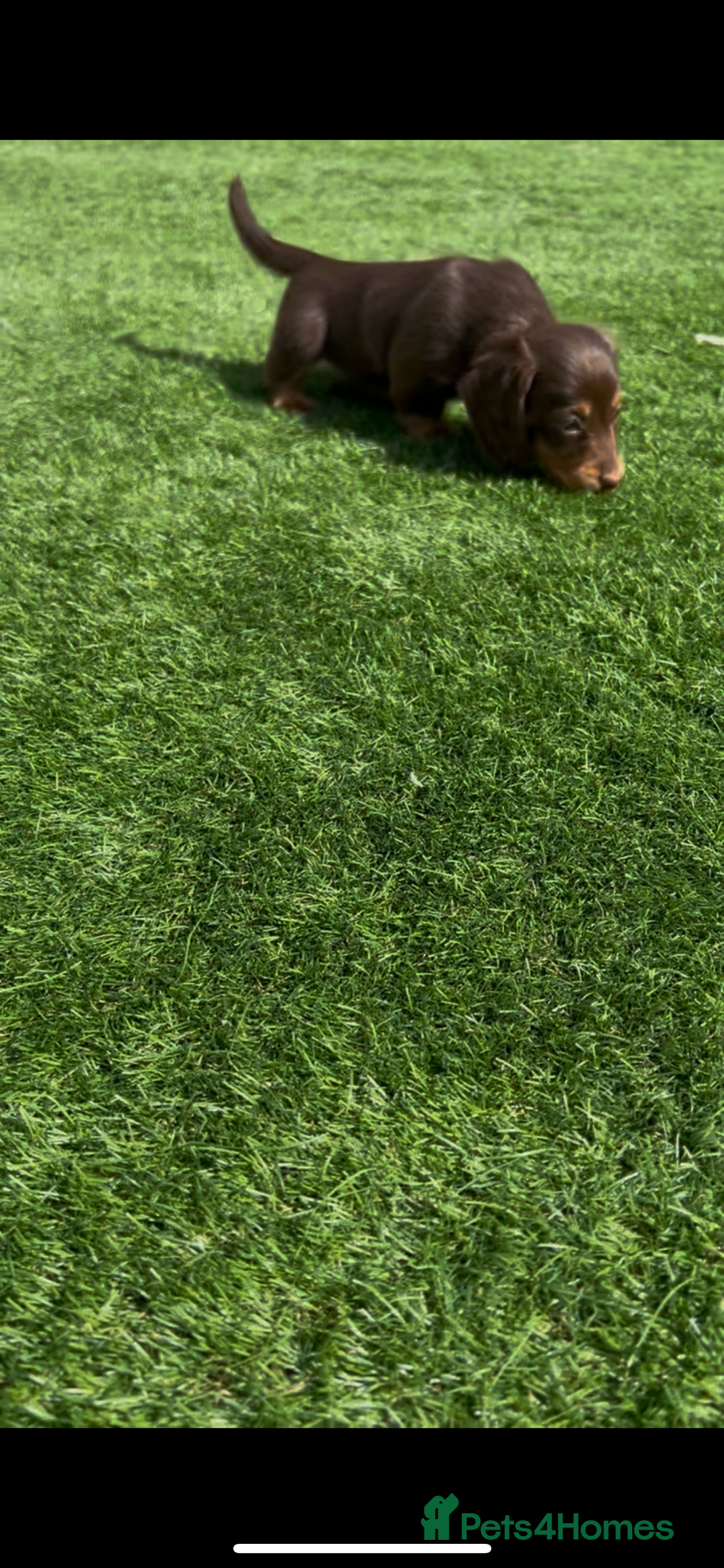 Miniature Dachshund dogs for sale: Delightful litter of KC Longhaired Mini Dachshunds - Image 4