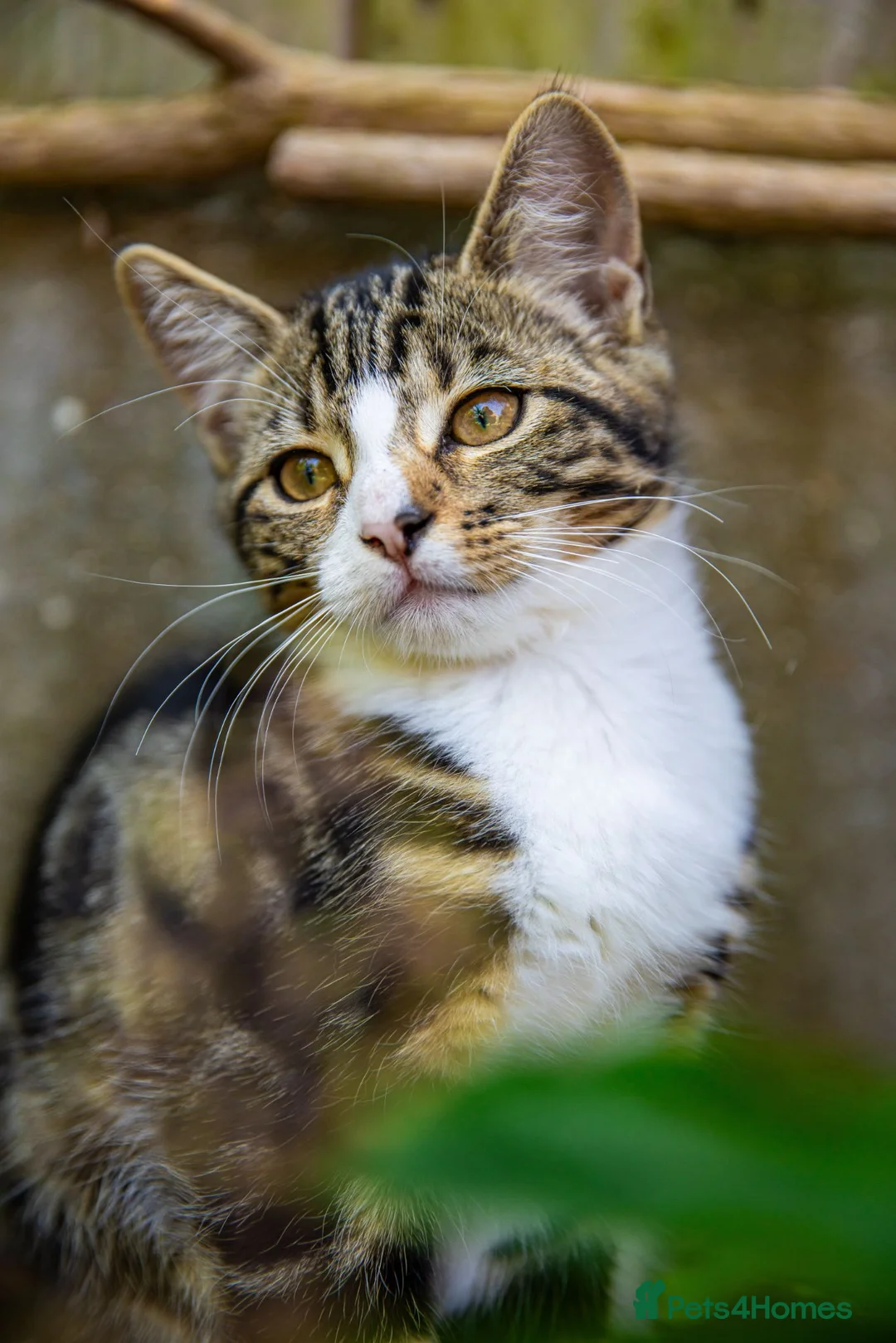 Mixed Breed cats for sale: Little princess  in Sittingbourne - Advert 2