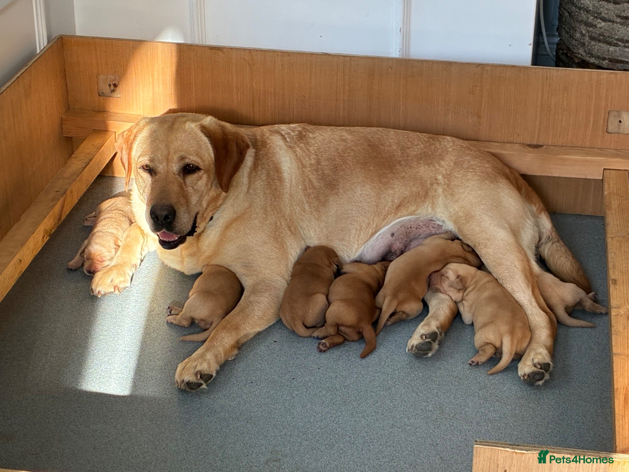 Labrador Retriever dogs Golden and red fox Labrador pups  - Advert 1