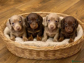 Miniature Dachshund dogs KC pure Miniature Dachshunds - Advert 6