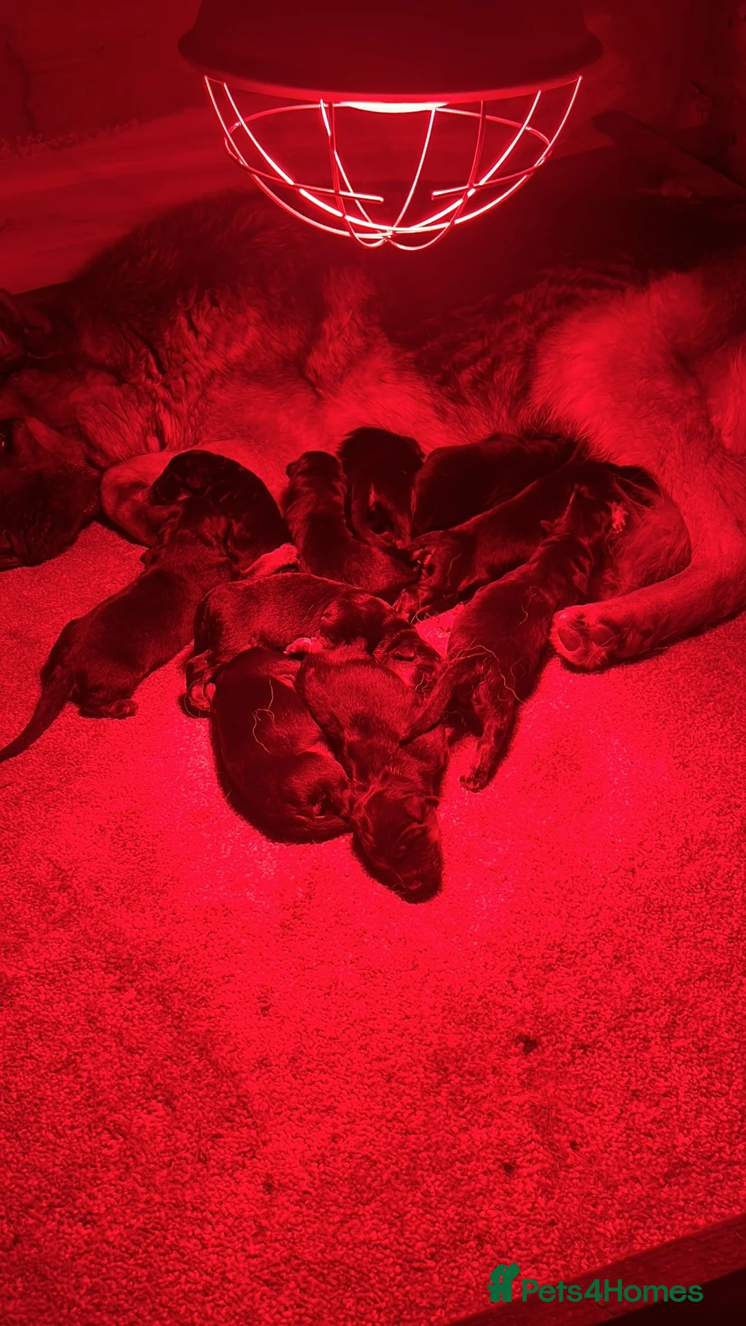 German Shepherd dogs for sale: German Shepard puppies ⭐️ready to be rehomed ⭐️ - Advert 11