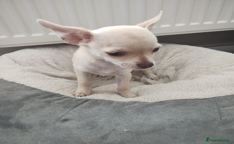 Chihuahua dogs in Ipswich - Advert 1