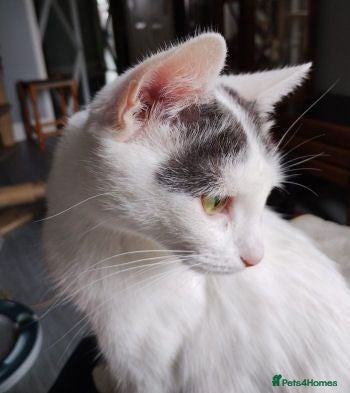 Mixed Breed cats LILLY - Advert 1