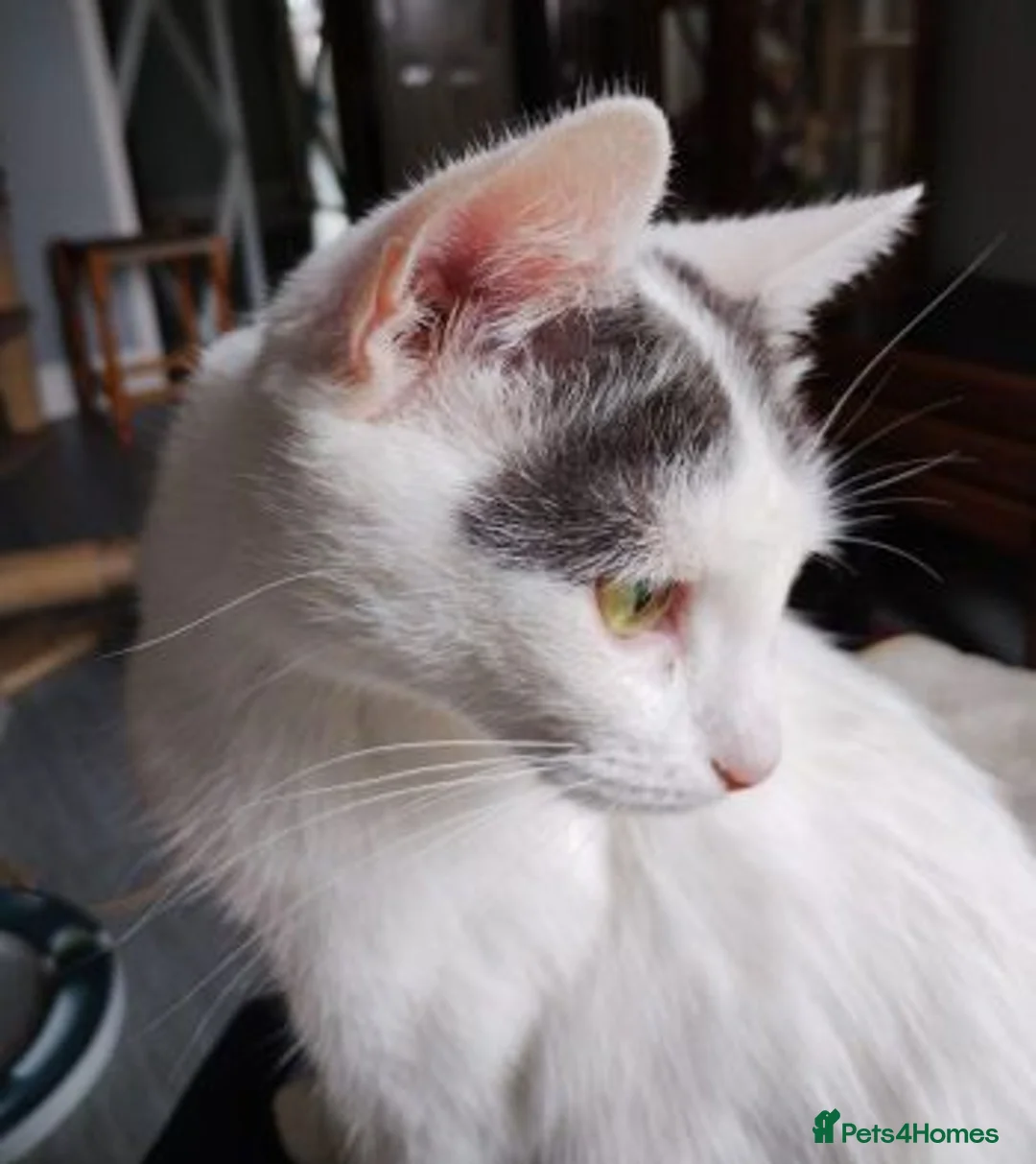 Mixed Breed cats for adoption: LILLY - Advert 1