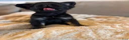 French Bulldog dogs for sale: Fluffy French bulldogs - Advert 25