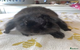 Mini Lion Lop rabbits for sale: Mini lion lop(black/brown) - Image 2