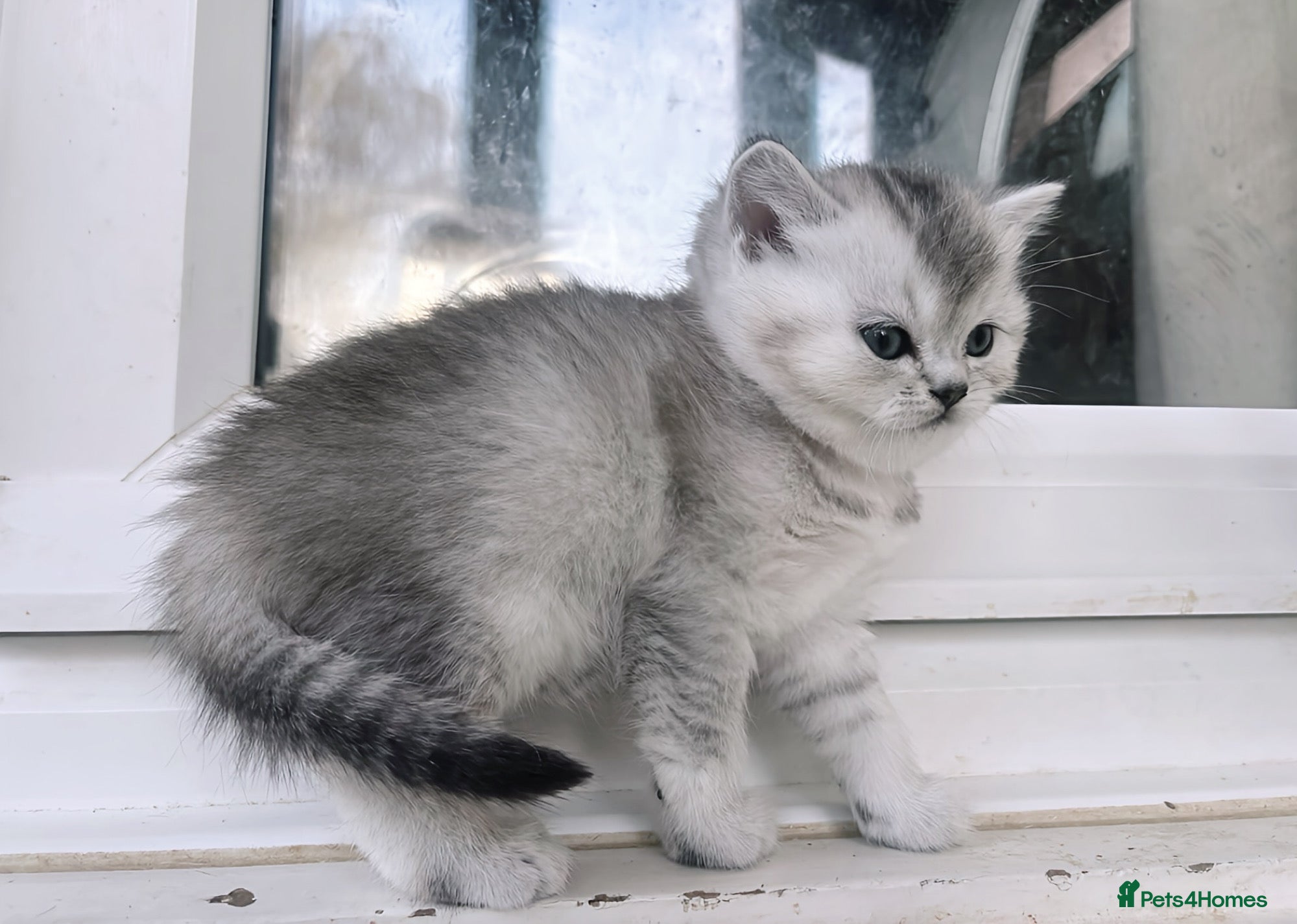 British Shorthair cats GCCF reg. BSH Last kitten silver Chinchilla girl - Advert 5