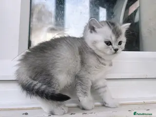 British Shorthair cats GCCF reg. BSH Last kitten silver Chinchilla girl - Advert 5