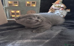Scottish Fold cats for sale: Beautiful British Shorthair Scottish Fold Kittens - Advert 5