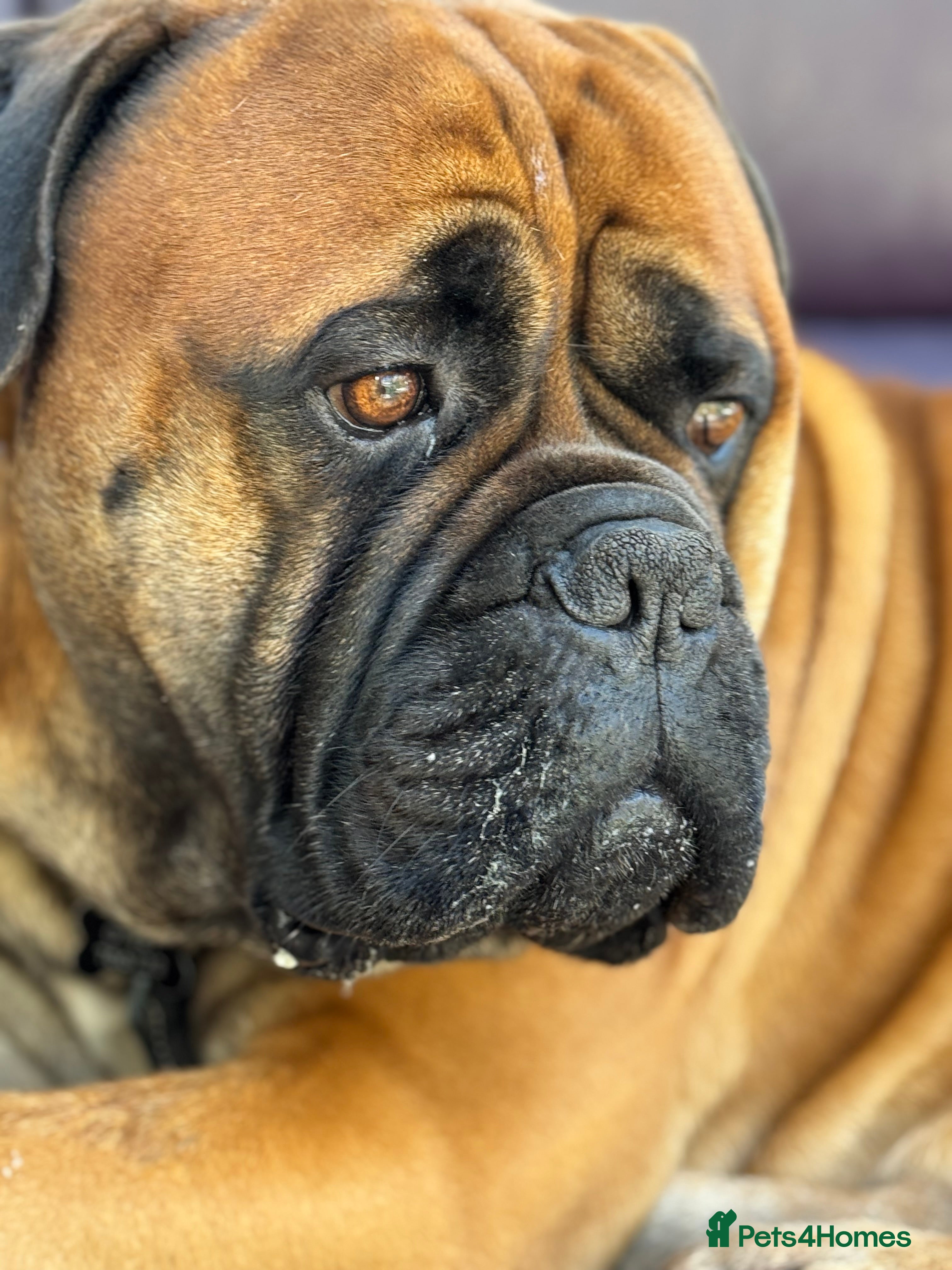 Bullmastiff dogs Beautiful Pedigree Puppies - Advert 6