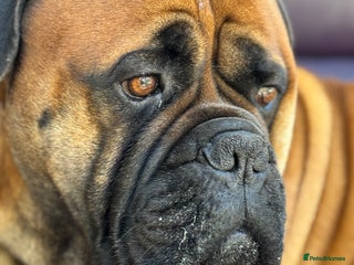 Bullmastiff dogs Beautiful Pedigree Puppies - Advert 11