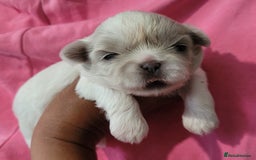 Shih Tzu dogs for sale: Adorable Tiny Imperial ShihTzu  - Image 4