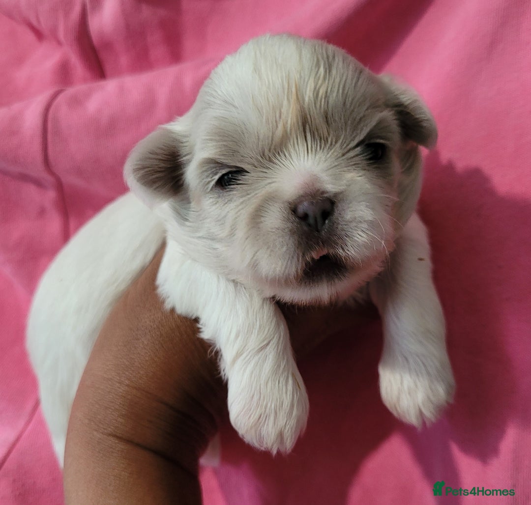 Shih Tzu dogs for sale: Adorable Tiny Imperial ShihTzu  - Image 4