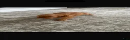 Cavalier King Charles Spaniel dogs for sale: King Charles carvlers  - Advert 3