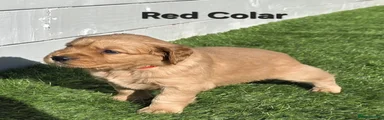 Red Colar