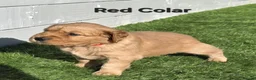 Golden Retriever dogs for sale: Lovely Golden Retriever Puppy's  - Advert 26
