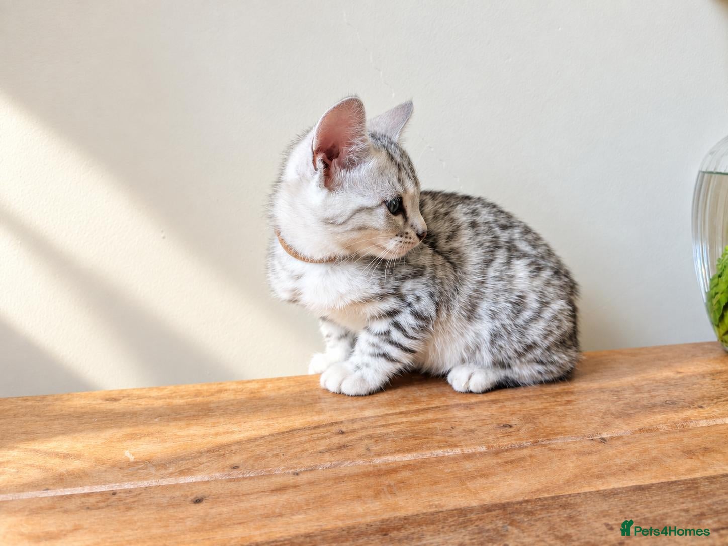 Bengal cats TICA Rosetted Bengal Kittens, Health Tested - Advert 2