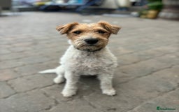 Parson Russell dogs for sale: Male Parson Russell  - Image 4