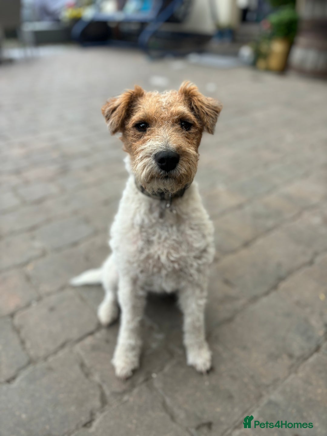 Parson Russell dogs for sale: Male Parson Russell  - Image 4