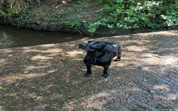 Labrador Retriever dogs for sale: Black Labrador Dog for sale  - Image 4