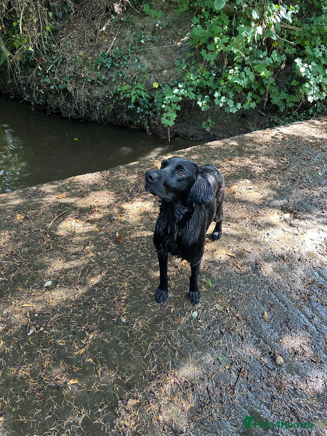 Labrador Retriever dogs for sale: Black Labrador Dog for sale  - Image 4