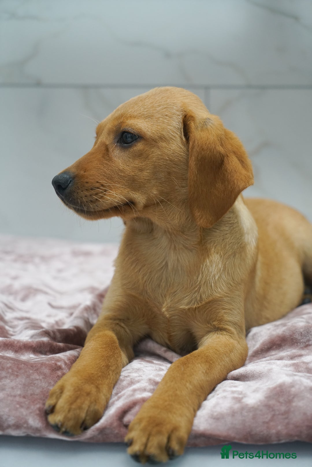 Labrador Retriever dogs for sale: Exceptional Health Tested KC Labrador Puppies - Image 8