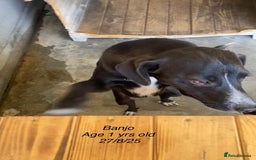 Mixed Breed dogs for adoption: Banjo, 1 yr approx. Available for adoption. - Image 8