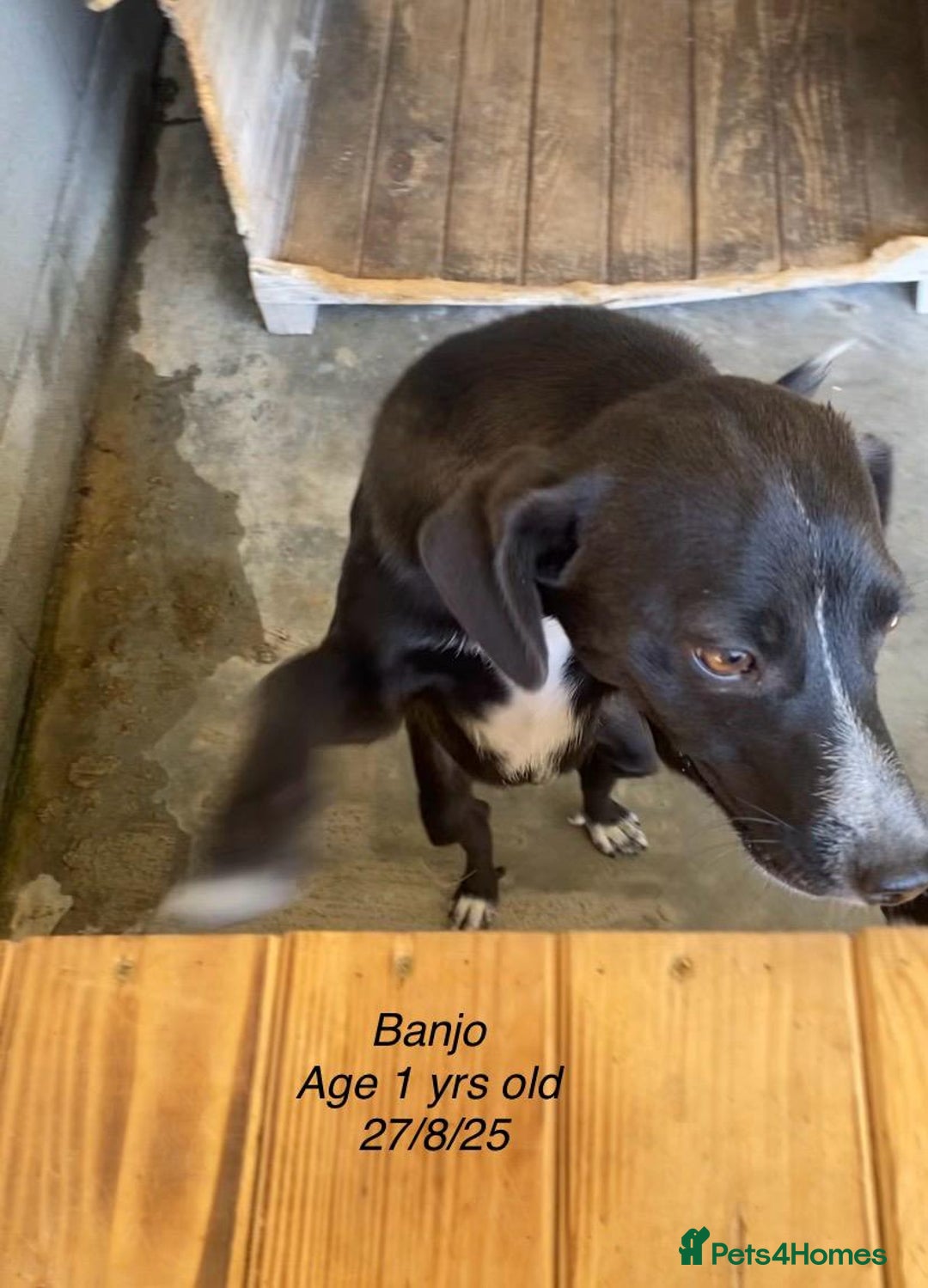 Mixed Breed dogs for adoption: Banjo, 1 yr approx. Available for adoption. - Image 8