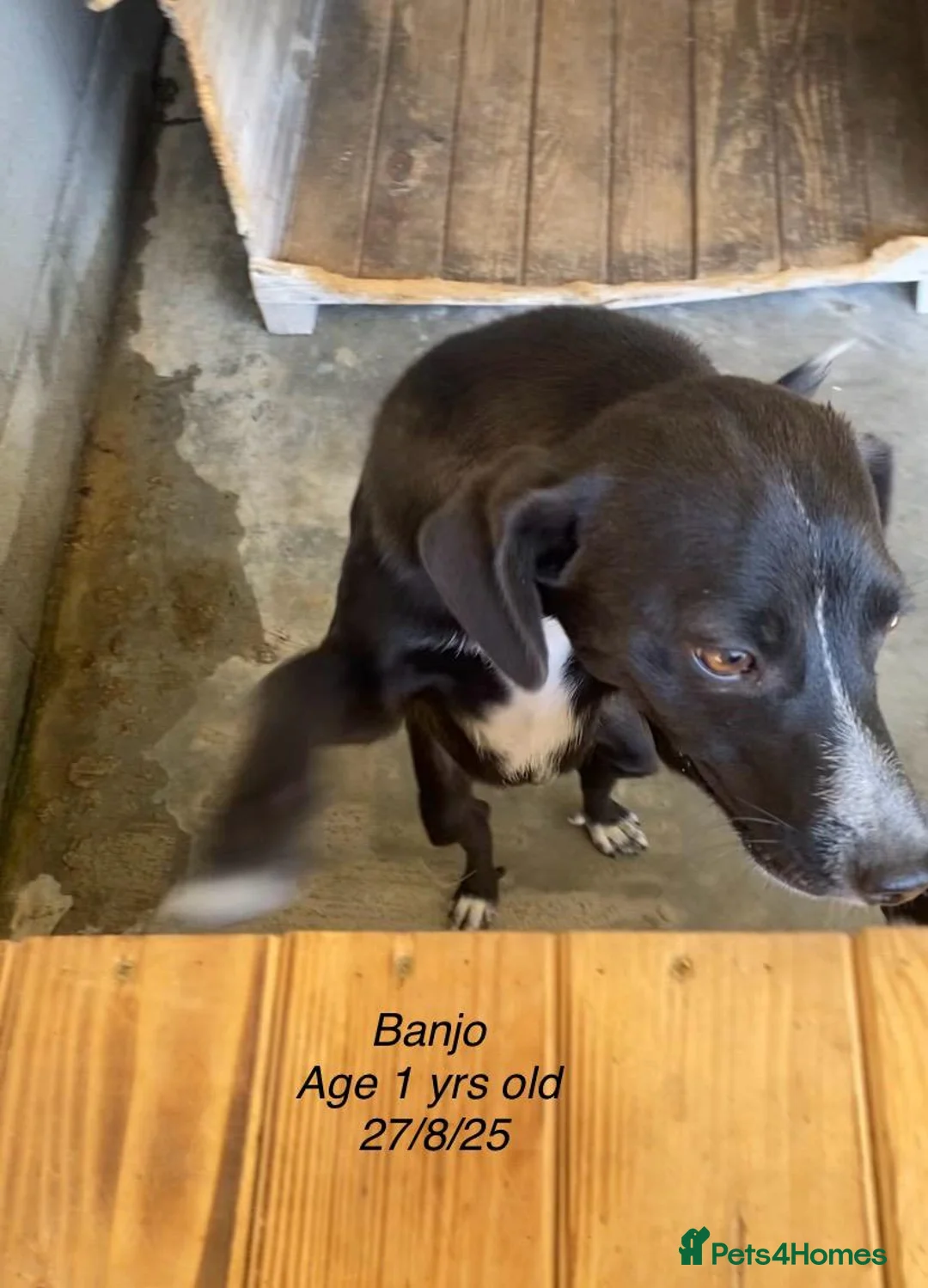 Mixed Breed dogs for adoption: Banjo, 1 yr approx. Available for adoption. - Advert 10