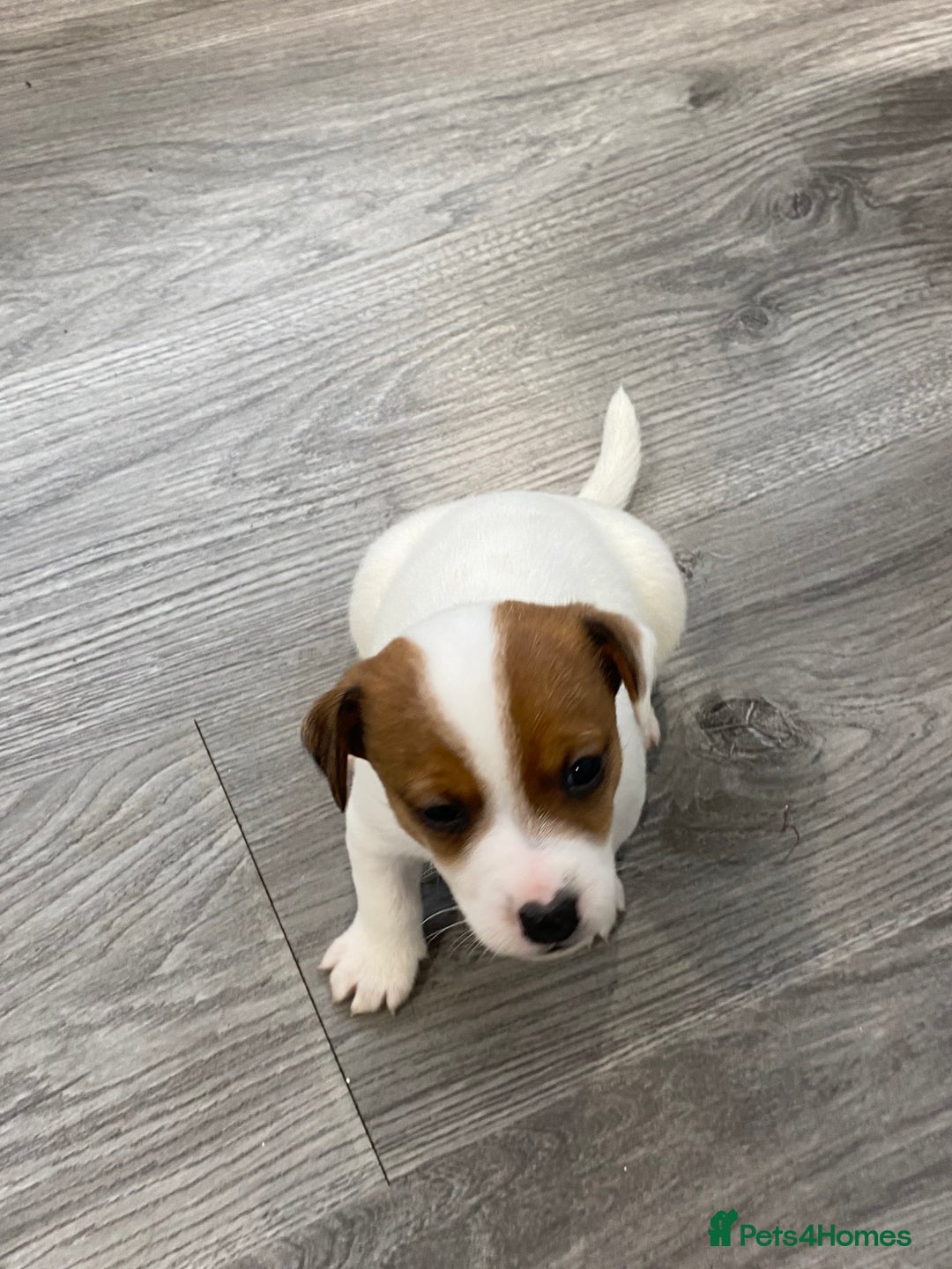Jack Russell dogs for sale: 3 gorgeous jack Russell boys  - Advert 15