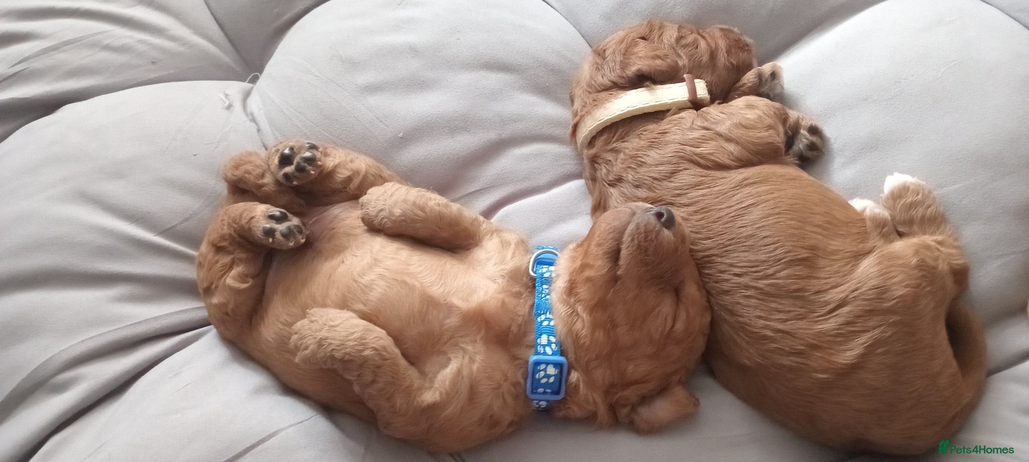 Cockapoo dogs for sale: Adorable f2 cockapoo  in Swadlincote - Advert 15